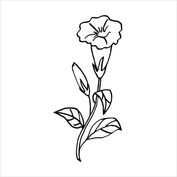 Aislado Sobre Fondo Blanco Imagen Flor Petunia Dibujo Mano Garabato — Archivo Imágenes Vectoriales