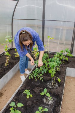Serada salatalık ve domateslerle çalışan genç bir kız.