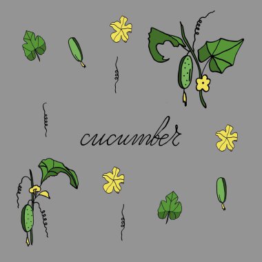 Beyaz arka planda izole edilmiş bir salatalık dalında, el çizimi, karalama tarzı