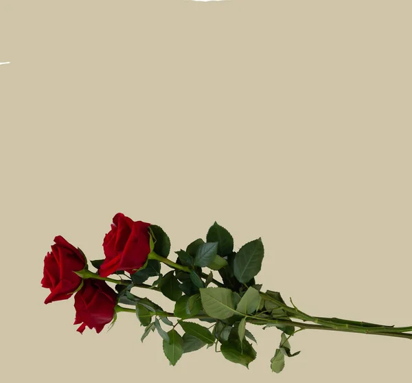 Ευχετήρια Κάρτα Πρότυπο Αντίγραφο Space Τριαντάφυλλα Φόντο Χρώμα — Φωτογραφία Αρχείου