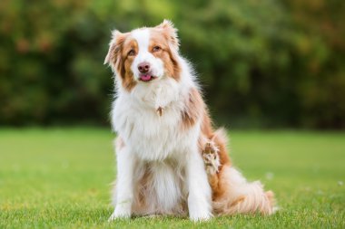 Avustralya Çoban Köpeğinin Portresi