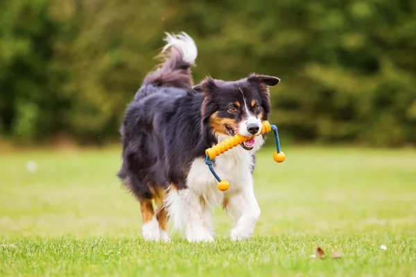 Dog with a toy walks on the meadow — Stock Photo, Image