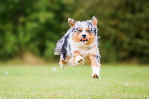 Cão corre e salta para uma bola — Fotografia de Stock