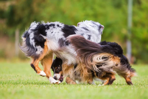Dois cães lutando por um saco de comida — Fotografia de Stock