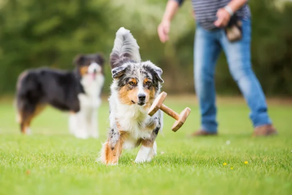 Australian Shepherd cão correndo para um brinquedo — Fotografia de Stock