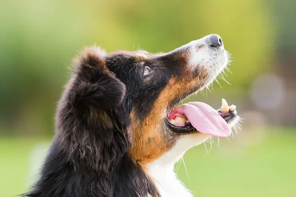 Porträt eines Australian Shepherd Dog — Stockfoto