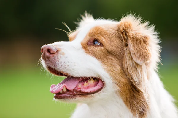 Porträtt av en australisk herdehund — Stockfoto