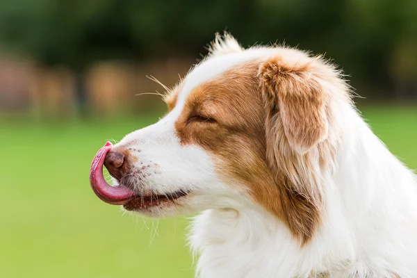 Porträt eines Australian Shepherd Dog — Stockfoto