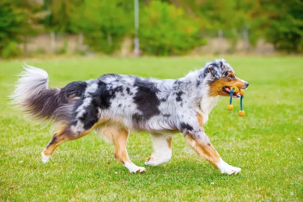 Cane con un giocattolo cammina sul prato — Foto Stock