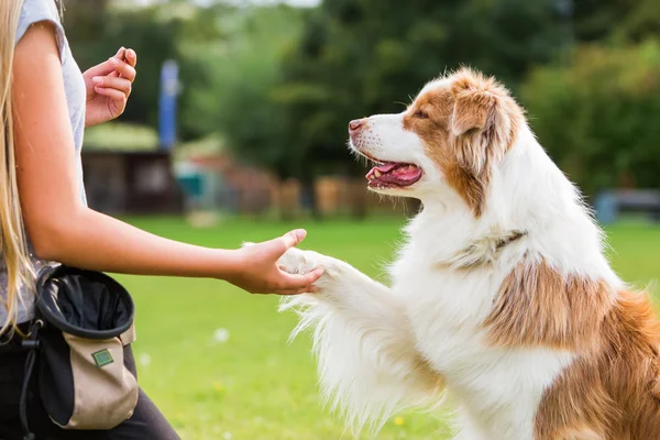 犬は、少女を与える足 — ストック写真