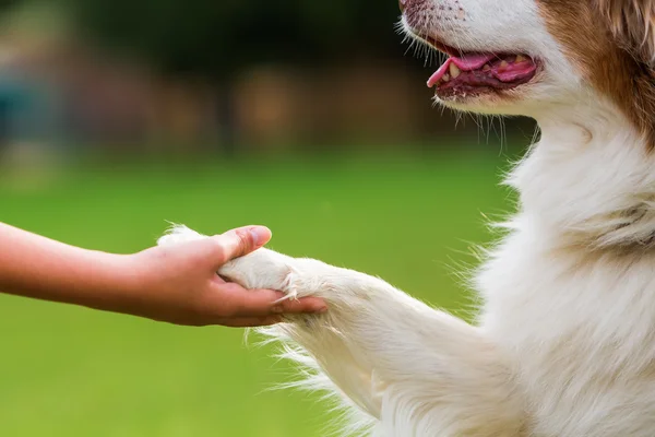 Pies daje dziewczyna paw — Zdjęcie stockowe