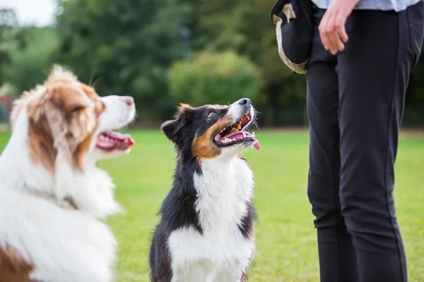 Zwei Hunde warten auf ein Leckerli — Stockfoto