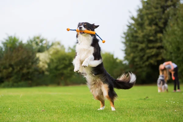 オーストラリアン シェパードの犬のおもちゃのためにジャンプ — ストック写真