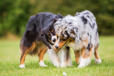 iki köpek yiyecek çanta için mücadele