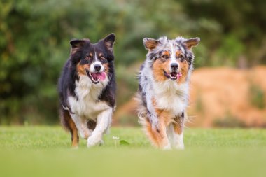 iki köpek çayır üzerinde çalışan