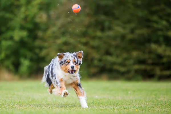 Собака бегает и прыгает за мячом — стоковое фото