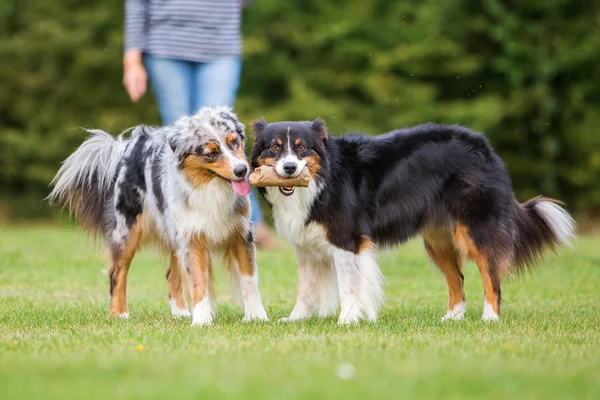 两只狗，争取食品袋 — 图库照片