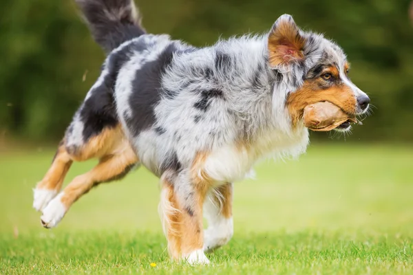 Dog runs for a food bag — Stock Photo, Image