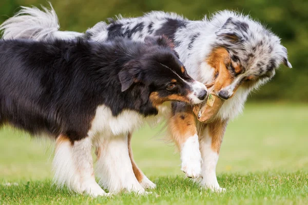 Две собаки борются за мешок с едой — стоковое фото