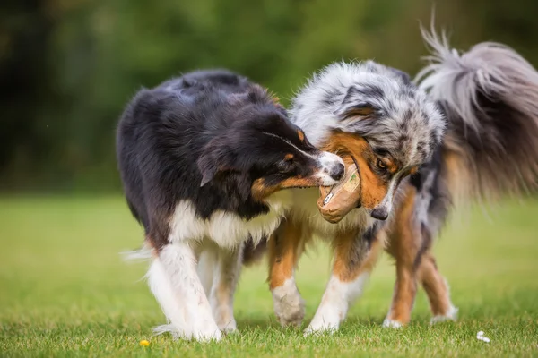Dwa psy walczą o torbę żywności — Zdjęcie stockowe