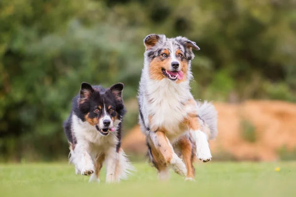 Zwei Hunde laufen auf der Wiese — Stockfoto