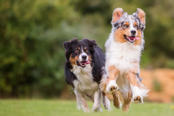 Zwei Hunde laufen auf der Wiese — Stockfoto