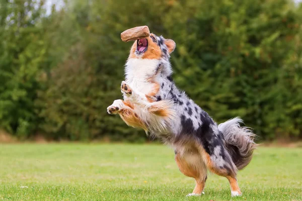 Dog runs and jumps for a food bag — Stock Photo, Image