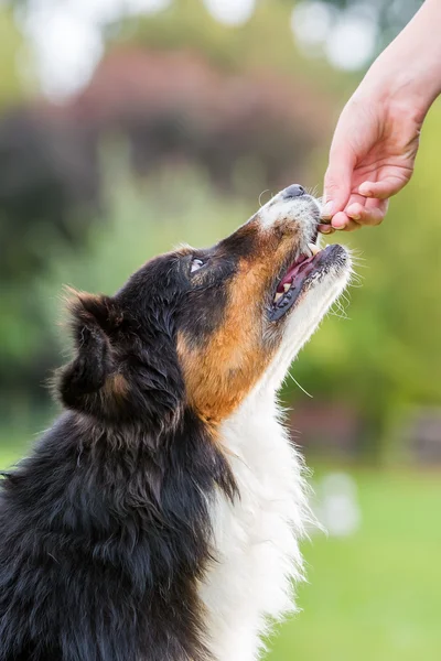 Flicka ger en hund en behandla — Stockfoto