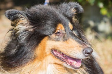 yüz closeup bir collie köpek