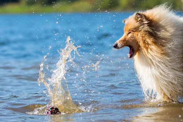 With collie dog at a lake — Stock Photo, Image