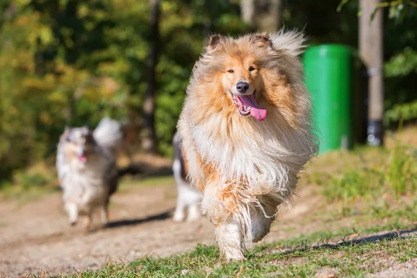 Vacker collie hunden kör utomhus — Stockfoto