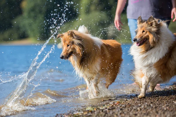 Com cães de collie em um lago — Fotografia de Stock
