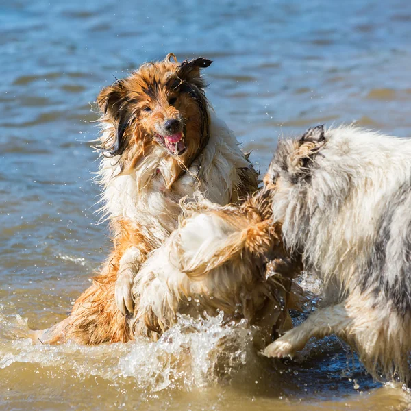 Perros agresivos luchando en el agua —  Fotos de Stock