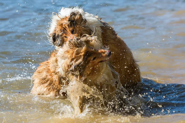 aggressive dogs fighting in the water