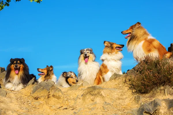 Sekelompok anjing berbulu panjang collie — Stok Foto