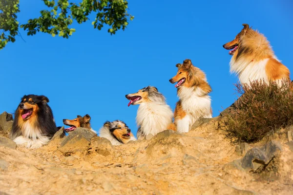 Gruppe af langt hår collie hunde - Stock-foto