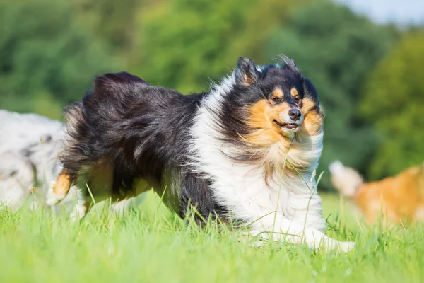 Dreifarbiger Collie Hund läuft — Stockfoto