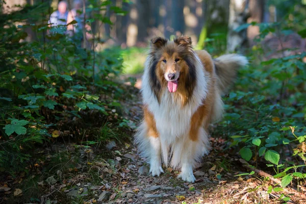 Promenader med collie hund i skogen — Stockfoto