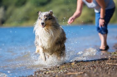 sonra atılan bir oyuncak köpek çalıştırır