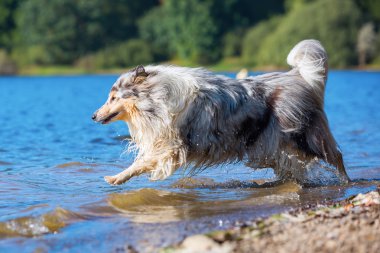 Gölde oynayan collie köpek