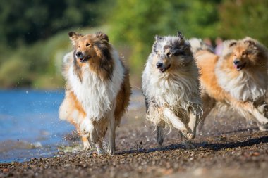 Gölde çalıştıran collie köpekleri