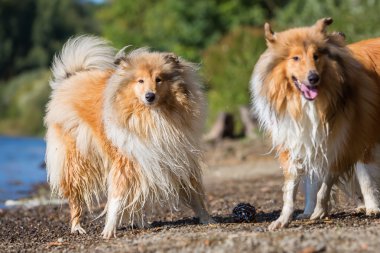 Collie köpekleri göle