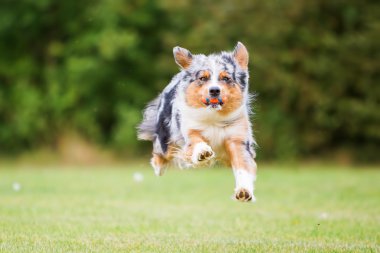 köpek çalışır ve bir top için atlar