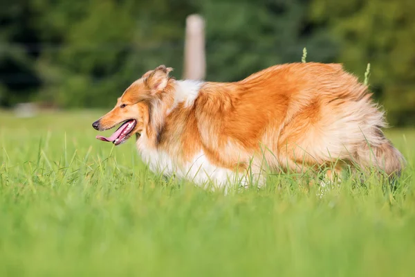 Collie cão correndo no prado — Fotografia de Stock