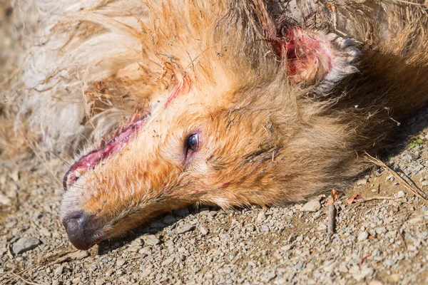 Perro herido tirado en el suelo —  Fotos de Stock
