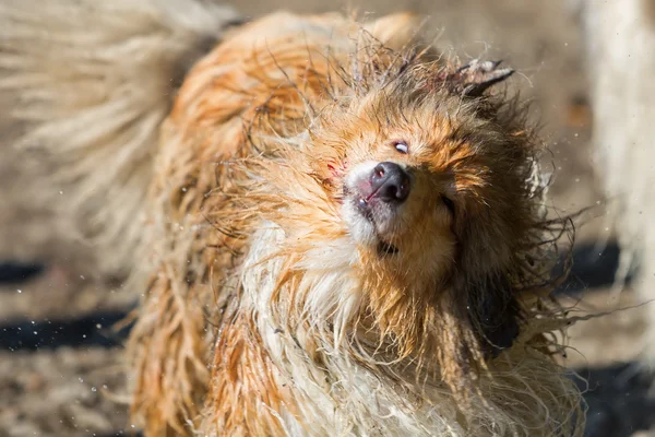 Blessé humide et sale chien secouant la tête — Photo