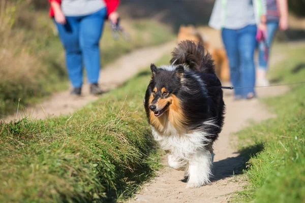 Andando com cães no país — Fotografia de Stock