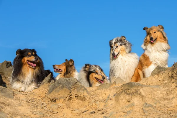 Gruppeportræt af collie hunde - Stock-foto