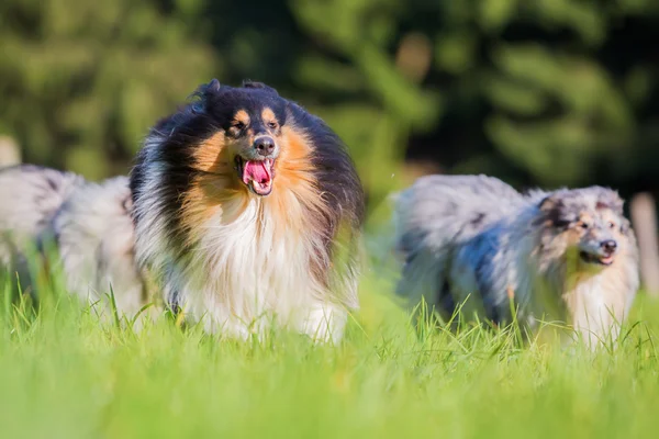 Collie hund körs på ängen — Stockfoto