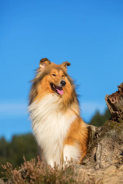 Portret psa Collie — Zdjęcie stockowe